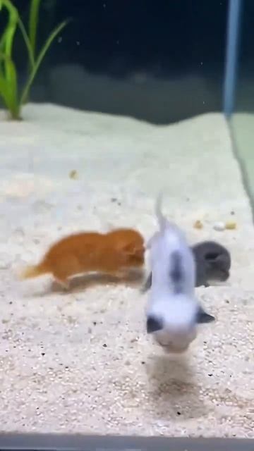 КОТЬ смотреть онлайн
