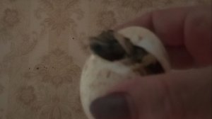 Индюшенок лупится с острого конца. Надо помочь. Полтавские уже в птичнике, хоть и похолодало.