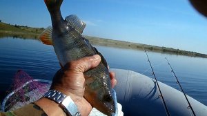 2026-05-27 Шипуновское водохранилище
