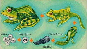 прямое и непрямое развитие