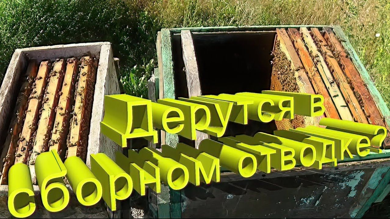 Сборный отводок: убьют ли пчёлы чужую матку? Отвечает профессор Кашковский 🐝⚔️