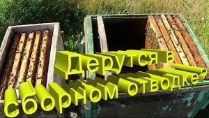 Сборный отводок: убьют ли пчёлы чужую матку? Отвечает профессор Кашковский 🐝⚔️