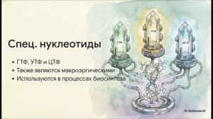 Биология 10 класс § 13 АТФ и другие нуклеотиды Витамины