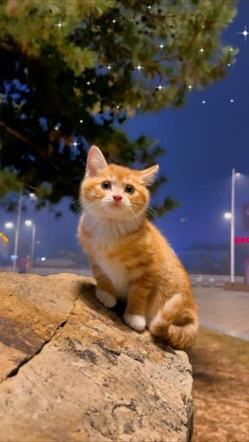 Смешные коты #122-7