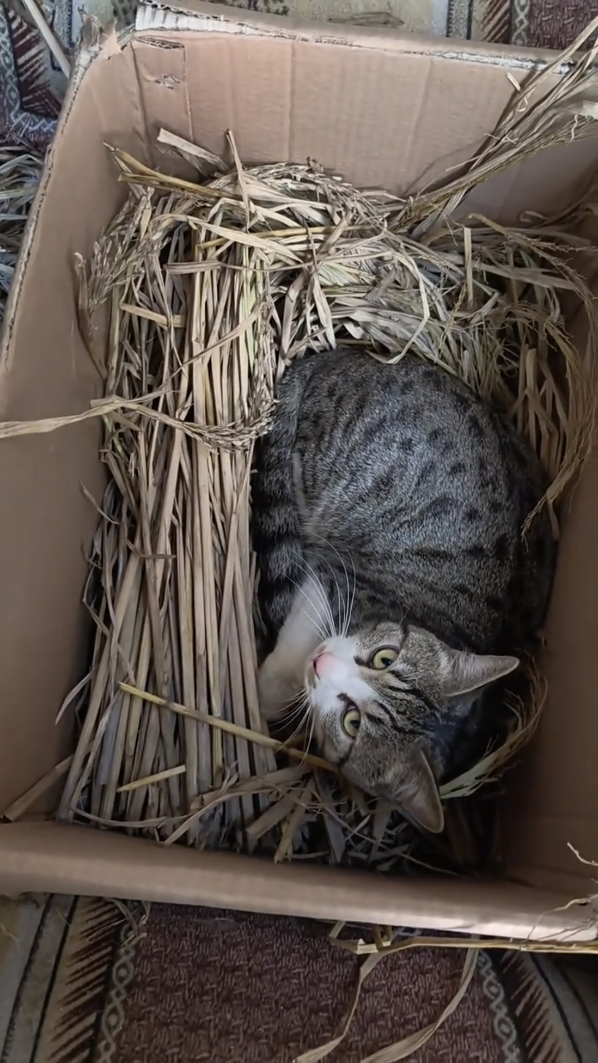Кошка - несушка 🐱