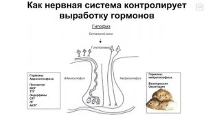 Биология поведения человека： Лекция #12. Эндокринология [Роберт Сапольски, 2010]