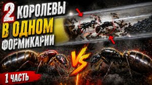 ДВЕ КОРОЛЕВЫ MESSOR STRUCTOR В ОДНОЙ СЕМЬЕ 1 ЧАСТЬ ЭКСПЕРИМЕНТА