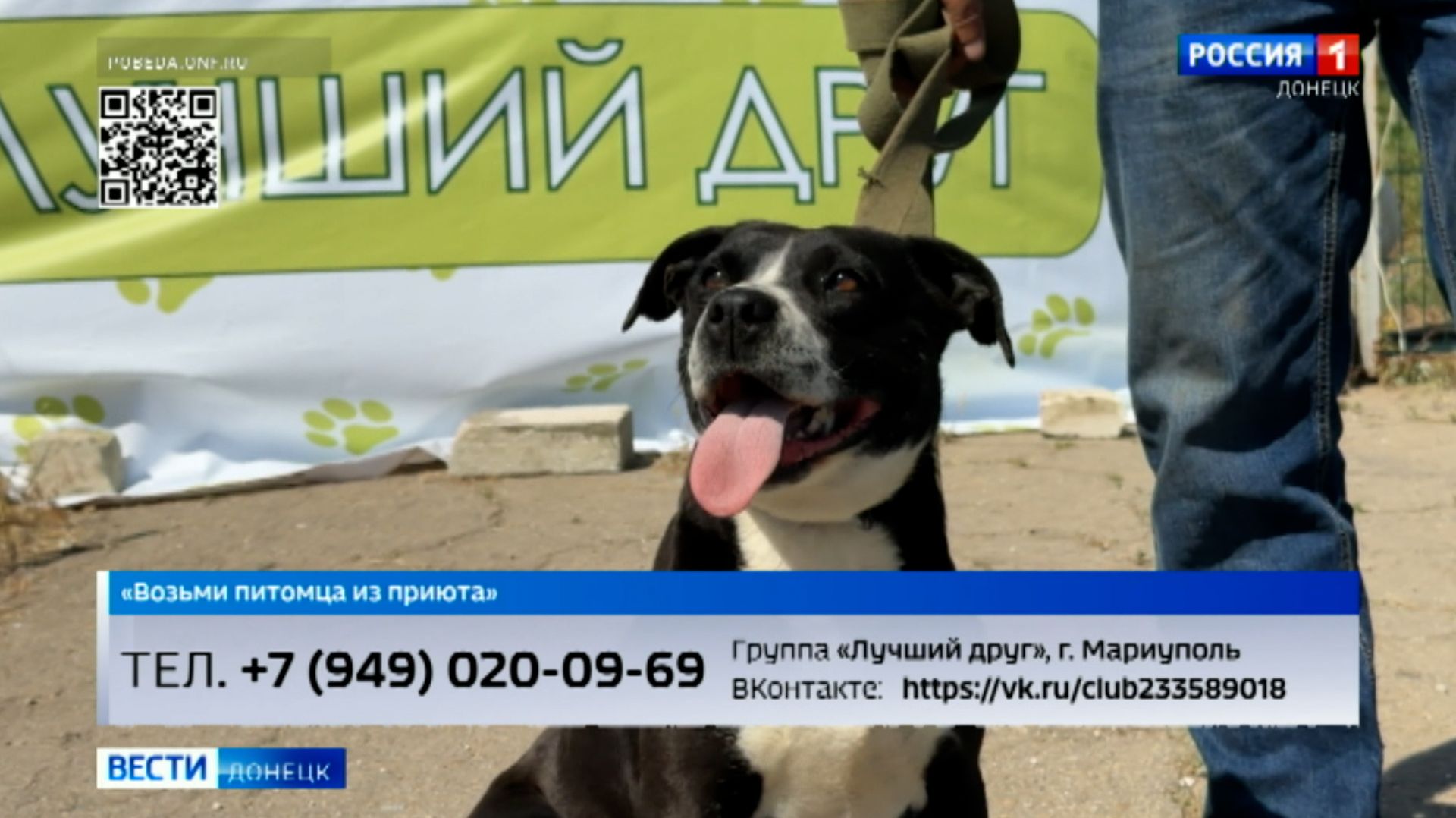 Возьми питомца из приюта. Джесси смотреть онлайн