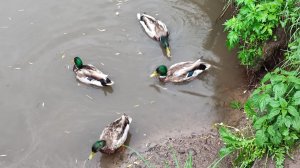 Дикие утки в конце мая!