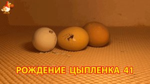 Вылупление цыпленка из яйца в инкубаторе версия 41