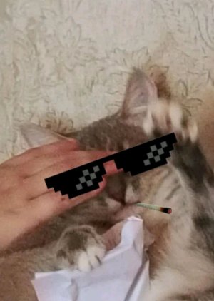 что боится Алиса
