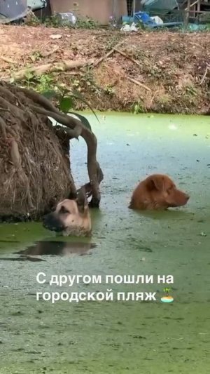 Видео от Департамент Вирусного Контента | ДВК