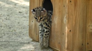 Котёнок кошки Маргай