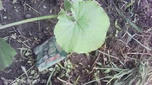 Обзор нашей безрассадной кабачковой посадки (посев в грунт в начале мая)