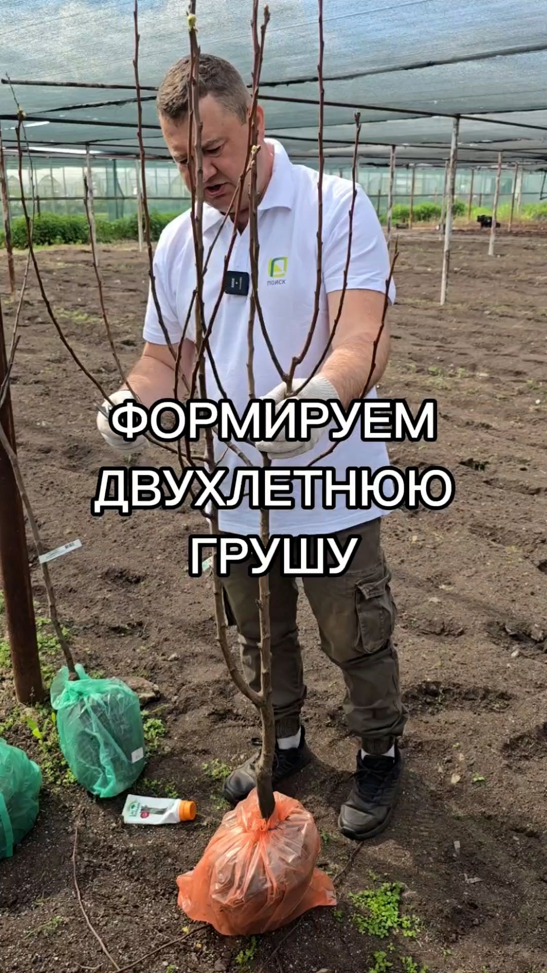 Как формировать двухлетнюю грушу?