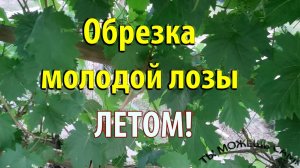 Обрезка молодой лозы винограда летом