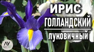 Ирисы луковичные голландские: посадка, уход и секреты пышного цветения