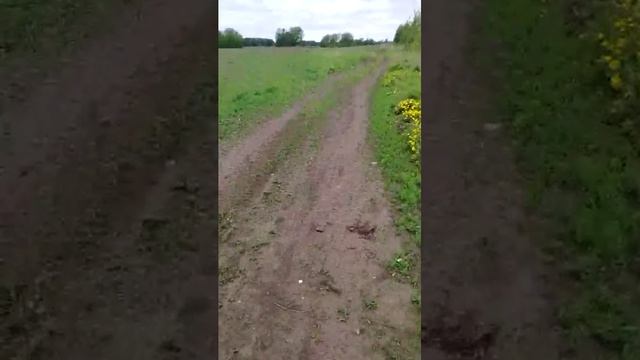 трансляция в полях