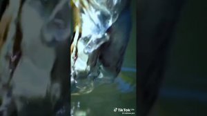 Супер композиция