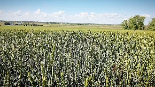 РУССКОЕ ПОЛЕ смотреть онлайн