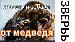 Медведь собака и ружье