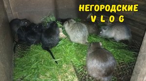 Фруктов в этом году опять не будет. Кормлю НУТРИЙ. 25.05.26