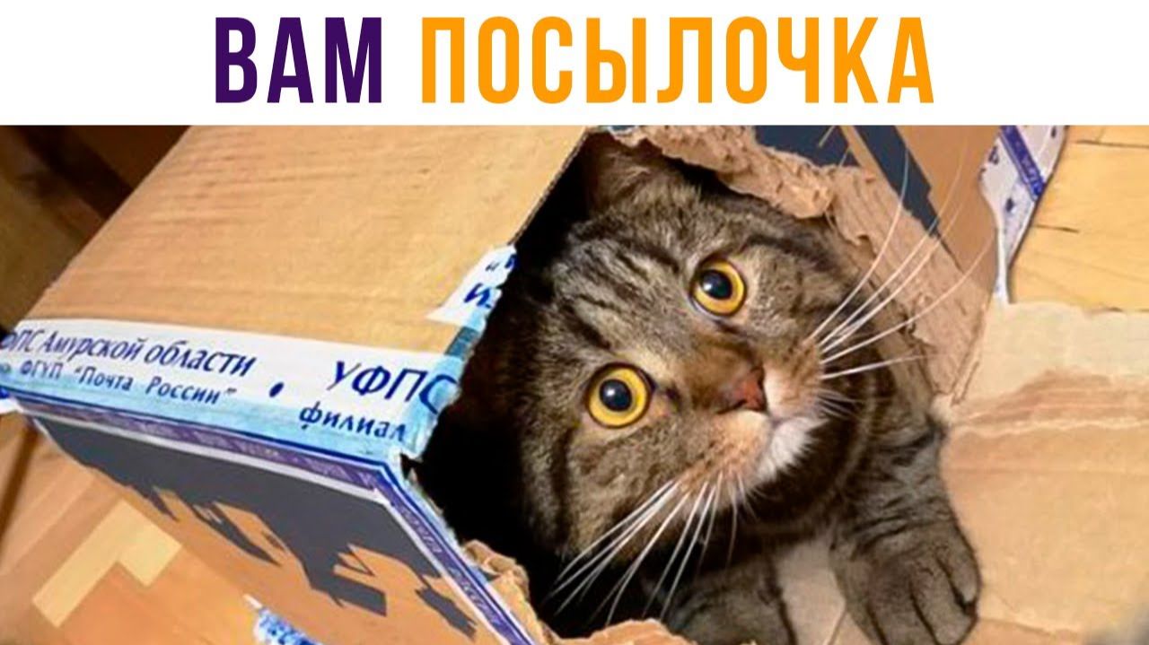 ВАМ ПОСЫЛОЧКА!) Приколы с котами смотреть онлайн