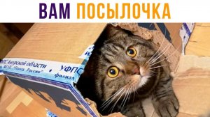 ВАМ ПОСЫЛОЧКА!) Приколы с котами