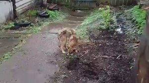 Стихи и дождь.