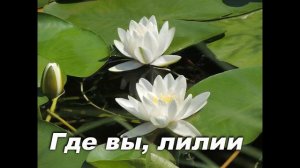 ГДЕ ВЫ, ЛИЛИИ. СЛ.И МУЗ. ПРОТОДИАКОНА СЕРГИЯ ( АХМАТОВА)