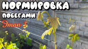 НОРМИРОВКА ВИНОГРАДА ПОБЕГАМИ. Этап 3.