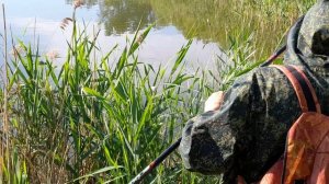 ПОЛНО РЫБЫ ДАЖЕ В ЛУЖАХ. ПОЙМАЛ В ЛУЖЕ ОТПУСТИЛ В ПРУД