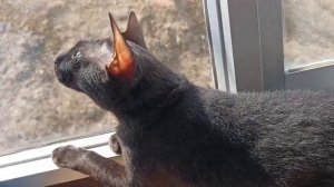 кот заманивает птиц