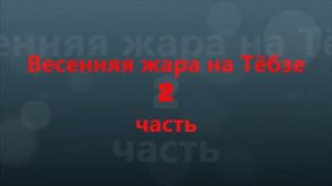 ВЕСЕННЯЯ ЖАРА НА ТЁБЗЕ. 2 часть