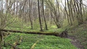 Редкая матрица ГАРЯЕВА . Мощное исцеление, изменения сразу .Видео с канала: Tirtha_Relax  на YouTube