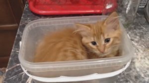 5)Не мой размерчик! НАШ ЛЮБИМЧИК-КОТИК АЛЬФ!