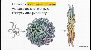 Биология 10 класс § 9 Белки Состав и структура белков