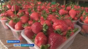 На Ставрополье в самом разгаре клубничный сезон