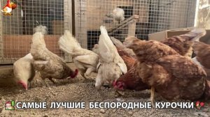 Цыплята и Курочки селяночки лучшие беспородные несушки 🥚 (481)
