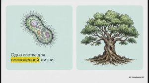 Биология 10 класс § 15 Клеточный уровень общая характеристика Клеточная теория