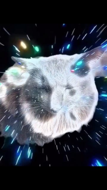 о чем думает кот