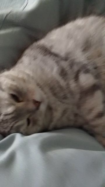 котик