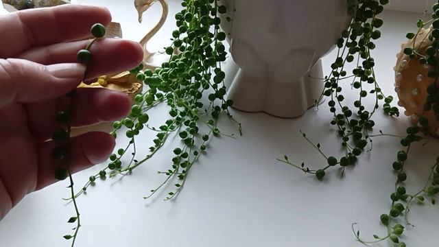 Крестовник Роули уход, размножение смотреть онлайн