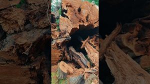 Спил 400-летнего каштана в Сочи. Как мы даём вторую жизнь великану.