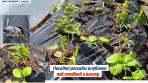 Посадка рассады клубники под пленку и спанбонд. Методы и правила посадки рассады клубники. Клубника.