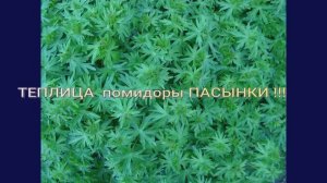 Обрабатываю Помидоры  обрываю пасынки
