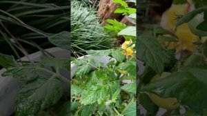 Утренний обход территории 🌺🍅