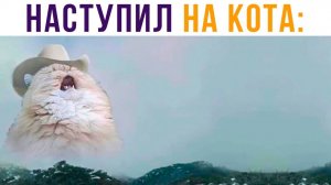 Случайно наступил на кота)) Приколы