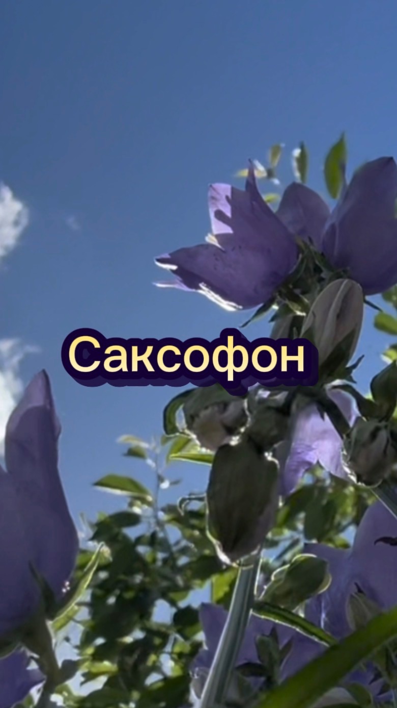 Прекрасный саксофон, удивительно красивая музыка для души