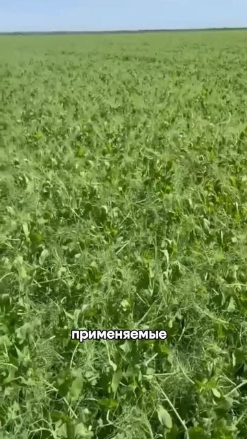 🌱 Горох Нордман ПР-3: мониторинг посевов в Ростовской области